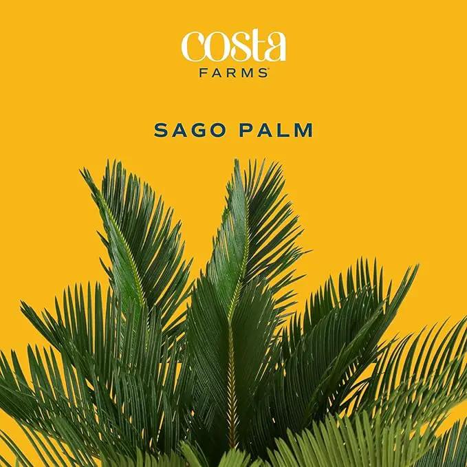 Costa Farms Live Sago Palm, Easy to Grow Live Indoor Plant, Houseplant in Ceramic Plant Pot, Home and Room Decor, 1 Foot Tall by GreenHaven Gardens