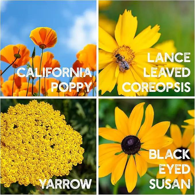 Wildflower Seeds Bulk - Meadow Wildflower Seed Mix, 5 Lbs Bulk, Annual & Perennial Wildflowers Seeds for Planting, Wild Flower & Grass Garden Mixture, Mountain Valley Seed Company by GreenHaven Gardens