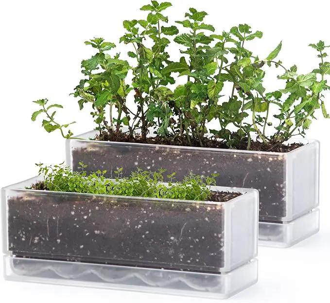 D'vine Dev 12 Inch Window Box Planter, Rectangle Plastic Herb Planter with Drainage Holes and Saucer, Indoor Succulent Cactus Vegetable Pot for Windowsill, Garden Balcony, Clear, Set of 2, 76-X-D-2 by GreenHaven Gardens