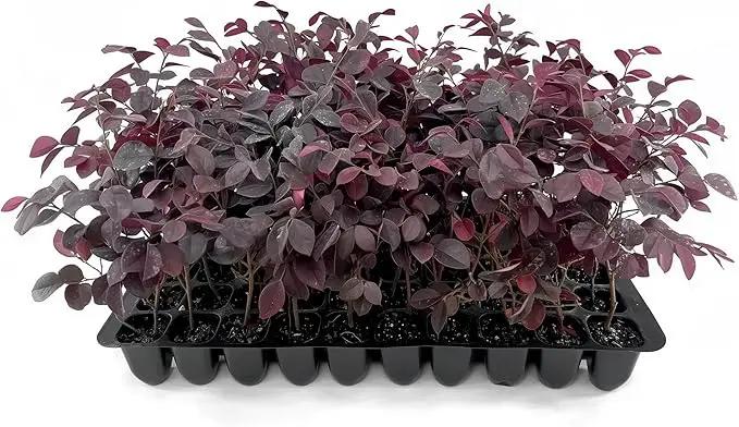 Loropetalum Carolina Midnight | 40 Live Plants | Loropetalum Chinense | Purple Foliage Shrub | Ornamental Landscape Bush | Fast Growing Plants by GreenHaven Gardens