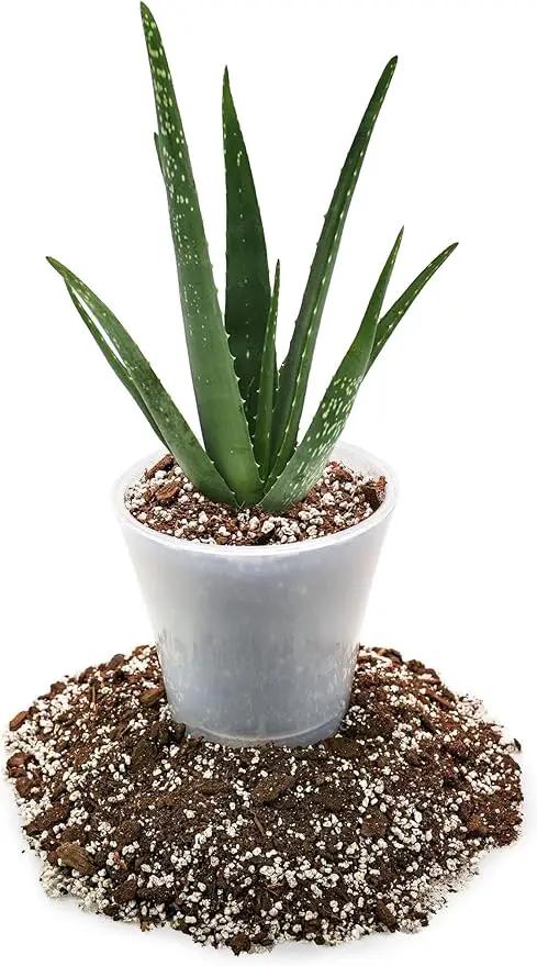 Premium Aloe Vera Potting Soil Mix - 20 Quart - (4 Bags of 5QT) by GreenHaven Gardens