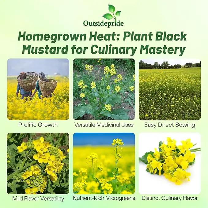 Outsidepride Black Mustard Seeds - 5000 Pcs Nutrient-Rich, Flavorful Annual Microgreen Seeds for Planting, Easy-to-Grow, Ideal for Indoor & Outdoor Cultivation, Soil & Hydroponic Systems by GreenHaven Gardens