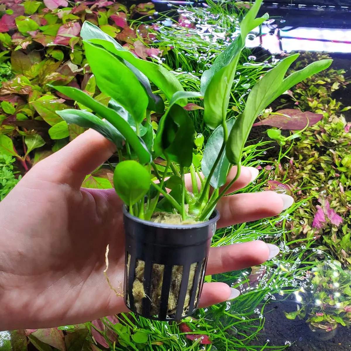 Anubias Live Aquarium Plants - Potted Freshwater Plant for Fish Tanks, Terrariums - Beginner Friendly Low Light (Nana, 3 Pots) by GreenHaven Gardens