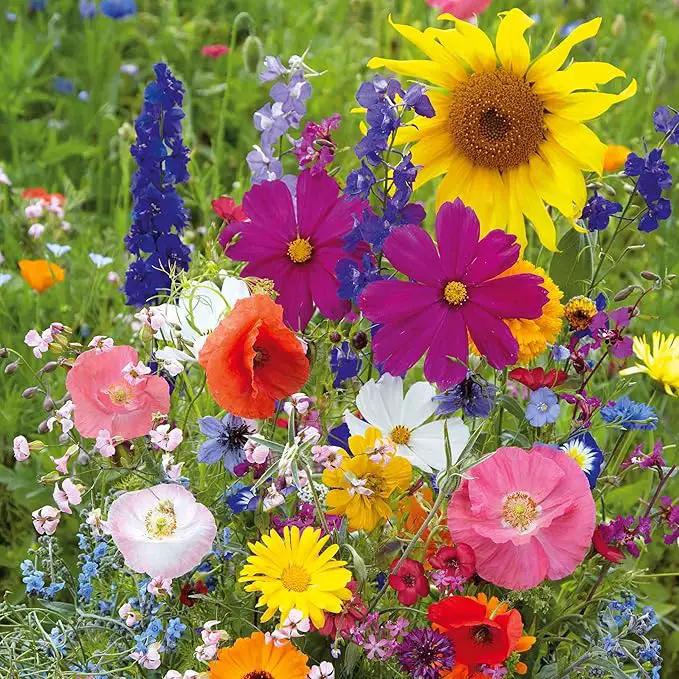 Eden Brothers Fairytale Flower Mixed Seeds for Planting, 1/4 lb, 120,000+ Seeds with Calendula, Cosmos Dazzler, Cornflower, Attracts Pollinators, Plant in Spring or Fall, Zones 3, 4, 5, 6, 7, 8, 9, 10 by GreenHaven Gardens