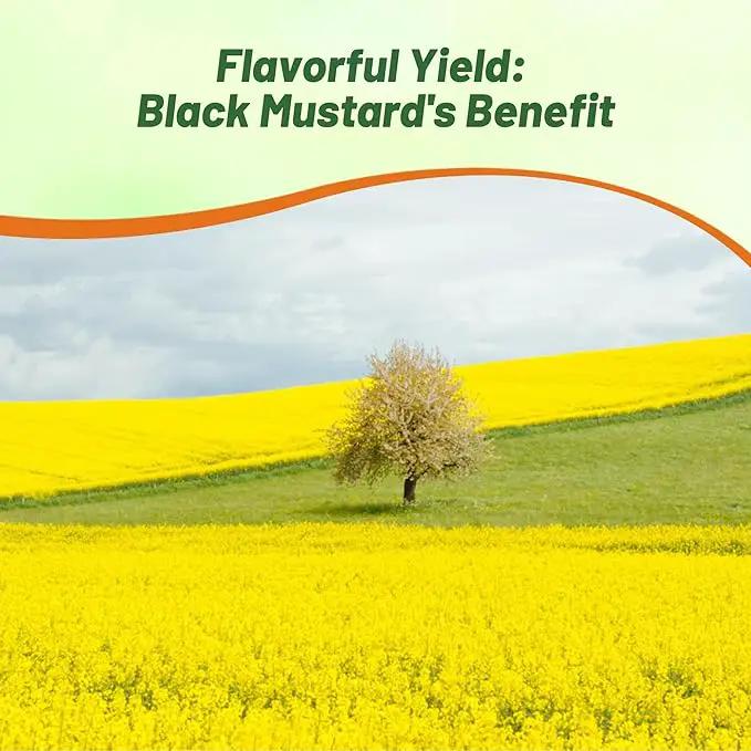 Outsidepride Black Mustard Seeds - 5000 Pcs Nutrient-Rich, Flavorful Annual Microgreen Seeds for Planting, Easy-to-Grow, Ideal for Indoor & Outdoor Cultivation, Soil & Hydroponic Systems by GreenHaven Gardens