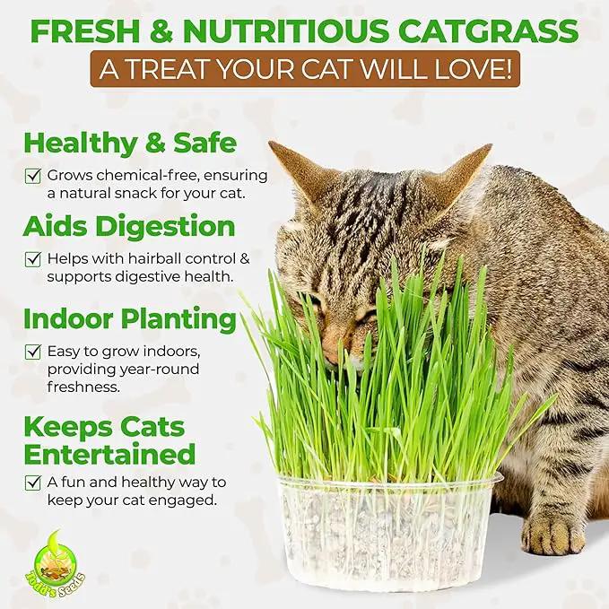 Todd’s Seeds – Cat Grass for Indoor Cats, 1lb Wheatgrass – Premium, Non-GMO, Pet-Safe & Easy to Grow – No Fillers, 100% Chemical-Free by GreenHaven Gardens