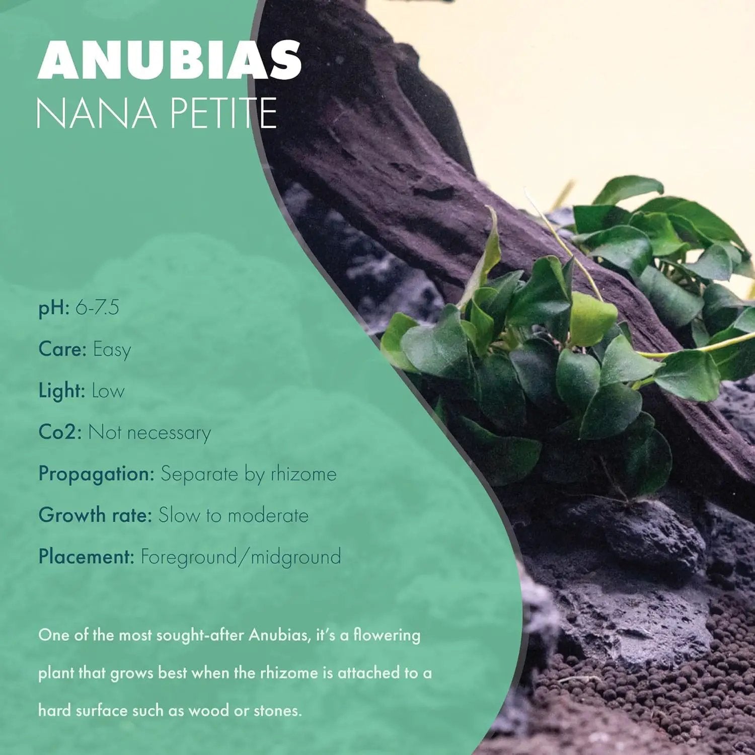 Anubias Live Aquarium Plants - Potted Freshwater Plant for Fish Tanks, Terrariums - Beginner Friendly Low Light (Nana Petite, 1 Pot) by GreenHaven Gardens