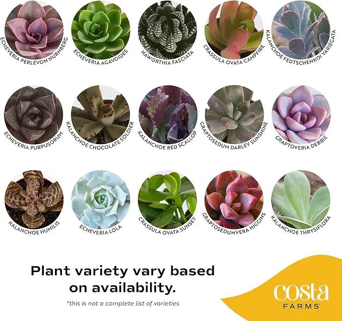 Costa Farms Succulents (25 Pack), Live Mini Succulent Plants, Grower's Choice Live House Plants, Potted in Nursery Plant Pots, Potting Soil Mix, Bulk Baby Shower, Bridal Shower Gift, DIY, Party Favors by GreenHaven Gardens