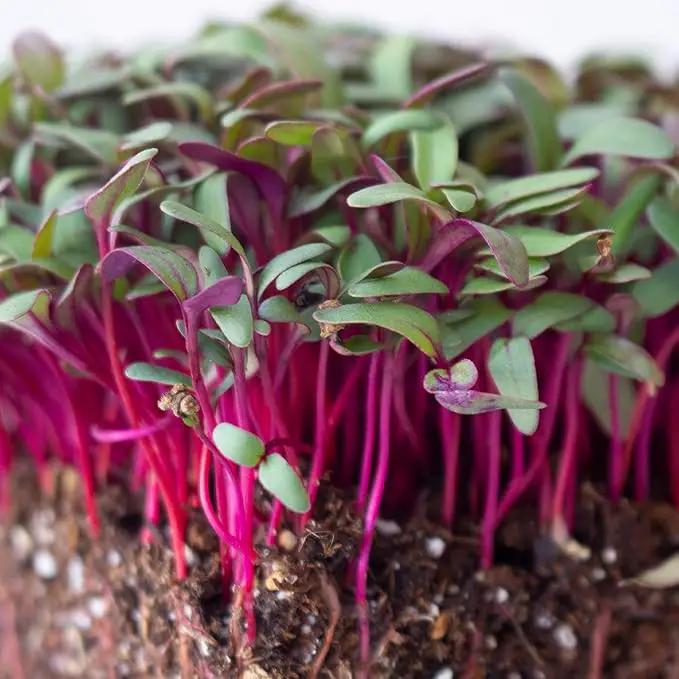 Beet Seeds - Red Round - 25 Lb Bulk ~600,000 Seeds - Beta vulgaris - Microgreens Seed - Non-GMO, Heirloom, Open Pollinated, Annual by GreenHaven Gardens