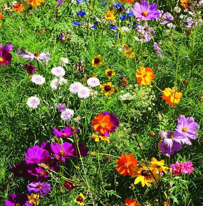 BENTLEY SEED CO. Oh Baby Seed Packets|Girl or Boy Baby Shower Favors for Guests | 25 Wildflower Seed Packets | Pre-Filled | Bouquet Wildflower Mix | Non-GMO Seeds | Gender Neutral | Eco-Friendly Gift by GreenHaven Gardens