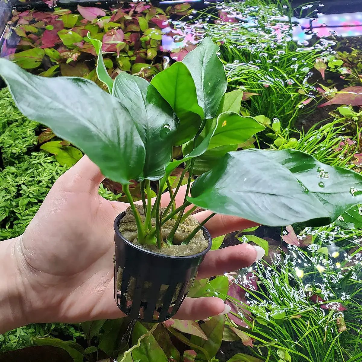 Anubias Live Aquarium Plants - Potted Freshwater Plant for Fish Tanks, Terrariums - Beginner Friendly Low Light (Barteri, 5 Pots) by GreenHaven Gardens