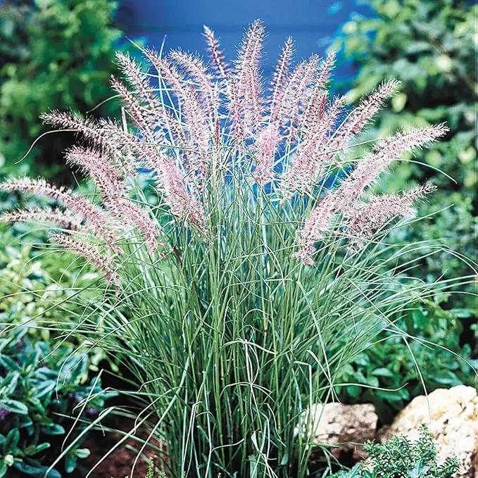 Pack 3 Fountain Grass Plants Live, 5-9 Inch Tall, Ornamental Grasses Live Plants Perennial, Well-Rooted Perennial Grass Clumps (Pink Rose Fountain Grass) by GreenHaven Gardens