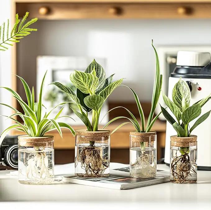Glass Plant Propagation Stations for Plants – Set of 4(6 Large & 6 Small) Hydroponic Vases for Plant Cuttings,Flower Arrangements, Home & Office Decor–Desktop Vases for Living Room, Bedroom (12) by GreenHaven Gardens