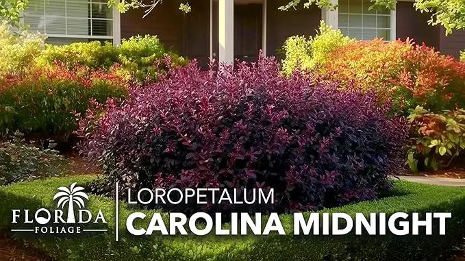 Loropetalum Carolina Midnight | 10 Live Plants | Loropetalum Chinense | Purple Foliage Shrub | Ornamental Landscape Bush | Fast Growing Plants by GreenHaven Gardens