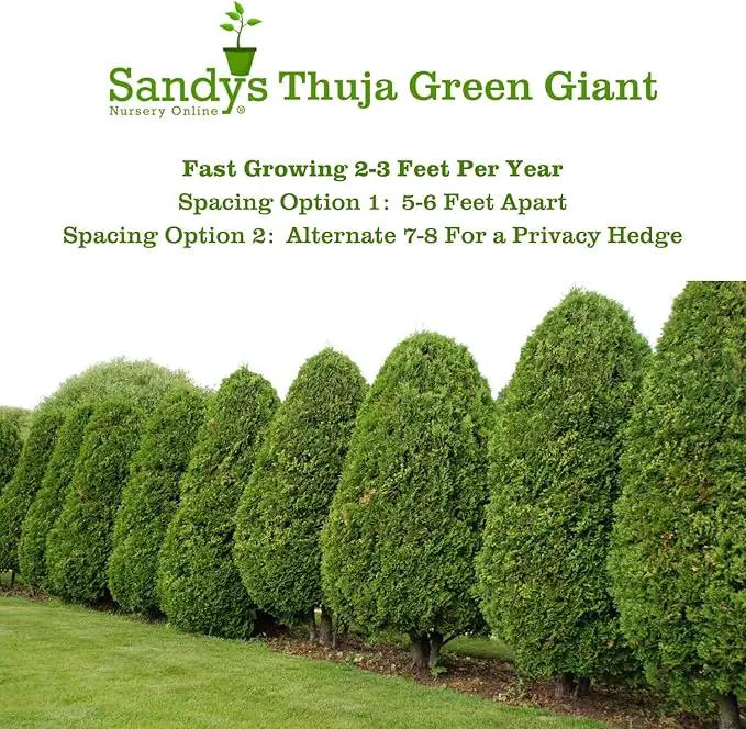Thuja Green Giant Arborvitae Lot of 6, 3 Inch Pot by GreenHaven Gardens