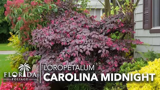 Loropetalum Carolina Midnight | 10 Live Plants | Loropetalum Chinense | Purple Foliage Shrub | Ornamental Landscape Bush | Fast Growing Plants by GreenHaven Gardens