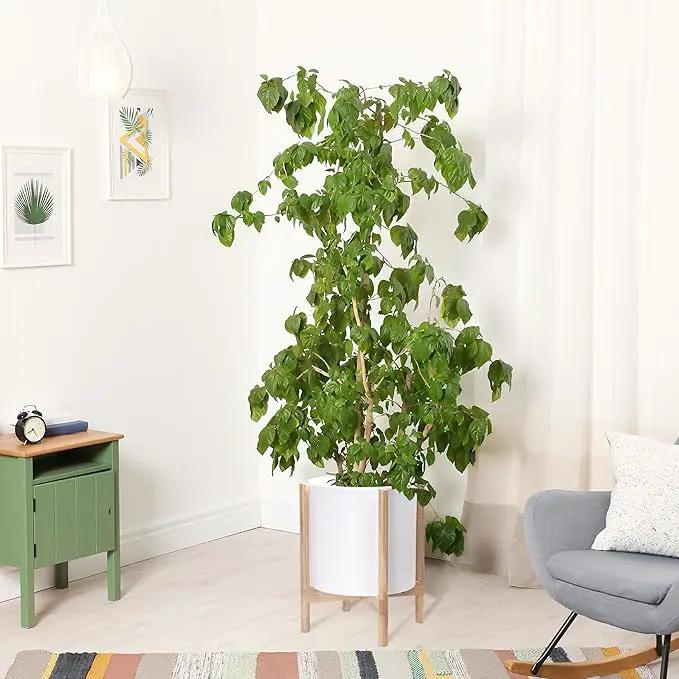 D'vine Dev Planter Pot with Stand - 14 Inch Plastic Cylinder Flower Pot with Wood Planter Holder for Indoor, Matte White Pot + Natural Stand, 55-C-S-1 by GreenHaven Gardens