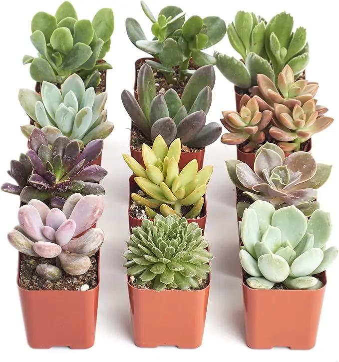 Shop Succulents Unique Succulent Plant Pack Collection - Live Mini Succulent Plants, Low Maintenance, Exceptional Colors & Textures - Wedding and Party Favors, Gift & Garden, Pack of 12 by GreenHaven Gardens