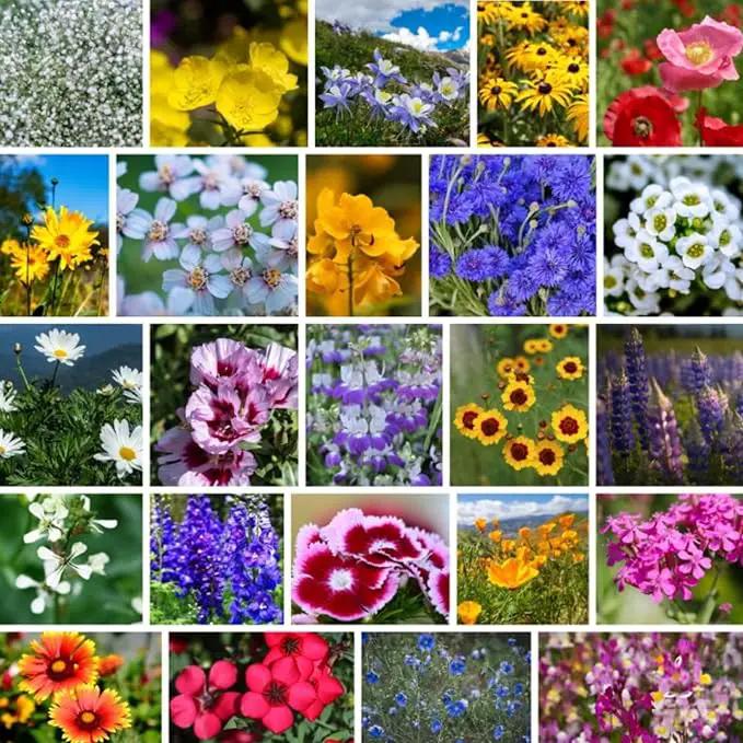 Pacific Northwest Wildflower Seeds for Planting - 4 Oz ~160,000+ Non-GMO Seeds - 25 Varieties Including Lupine, Columbine, Baby Blue Eyes & More - Pollinator Friendly Bulk Mix by GreenHaven Gardens