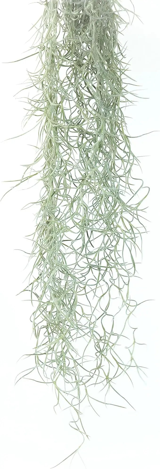 Thick Colombian Spanish Moss Live Strands with Wire Hook - Tillandsia Usneiodes - Live Tillandsia Succulent House Plants - Home and Garden Decor - Easy Care Indoor and Outdoor Plants by GreenHaven Gardens