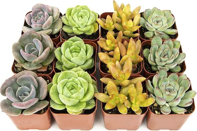 Succulents Plants Live (12PK) Potted Succulent Plants Live House Plants, Cactus Plants Live Plants Indoor Plants Live Houseplants, Indoor Plant Succulents Live Plant House Plant by Plants for Pets by GreenHaven Gardens