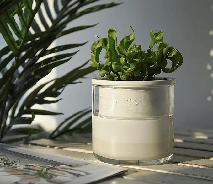 Phoenix Vine 4 Inch Self Watering Planter Pot, Design White Terracotta Pots for Plants, Indoor Cylinder Terra Cotta Pots with Glass Vase, Set of 1, 51-B-E-1 by GreenHaven Gardens