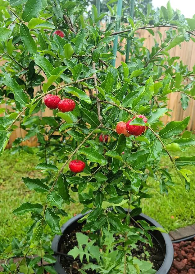 Barbados Cherry Plant Potting Soil - All-Natural Blend for Thriving Cherry Plants - Boosts Root Health and Flavorful Harvests - 10 Quart by GreenHaven Gardens