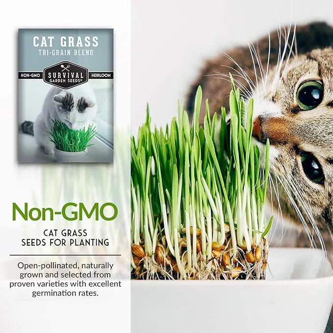 Cat Grass Seed for Planting - 5 Packets with Instructions to Plant & Grow Greens for Your Pet Indoors or Outdoors in a Container or Garden - Non-GMO Heirloom Variety - Survival Garden Seeds by GreenHaven Gardens