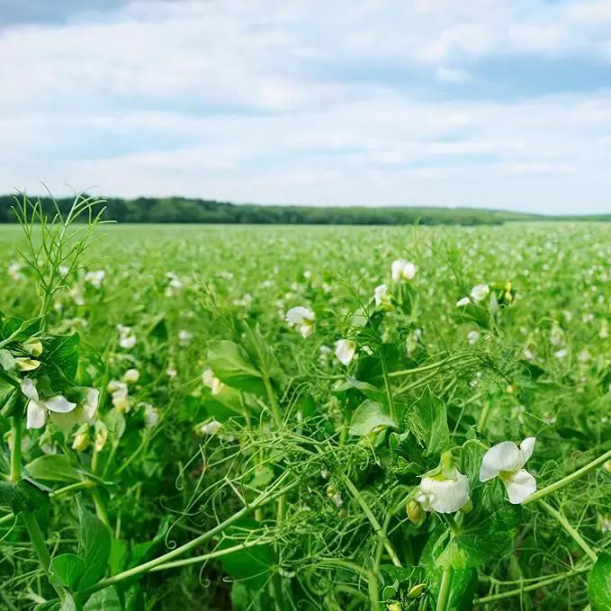 Outsidepride Dundale Spring Field Peas Seeds - 10 lbs. Annual, High-Protein Legume & Cover Crop Seeds for Forage, Food Plot, Gardens & Pastures - Ideal for Improving Soil Health, & Erosion Control by GreenHaven Gardens