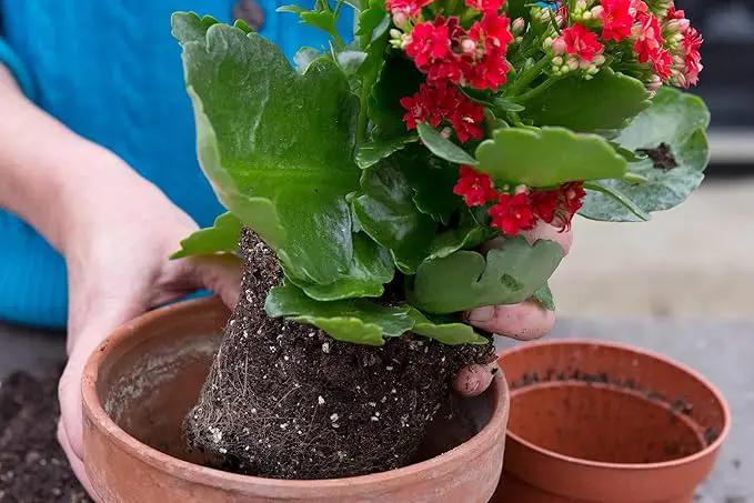 Kalanchoe Plant Premium Potting Mix - 20 Quart - Optimize Growth with Natural Ingredients (4 Bags of 5 Quartz) by GreenHaven Gardens