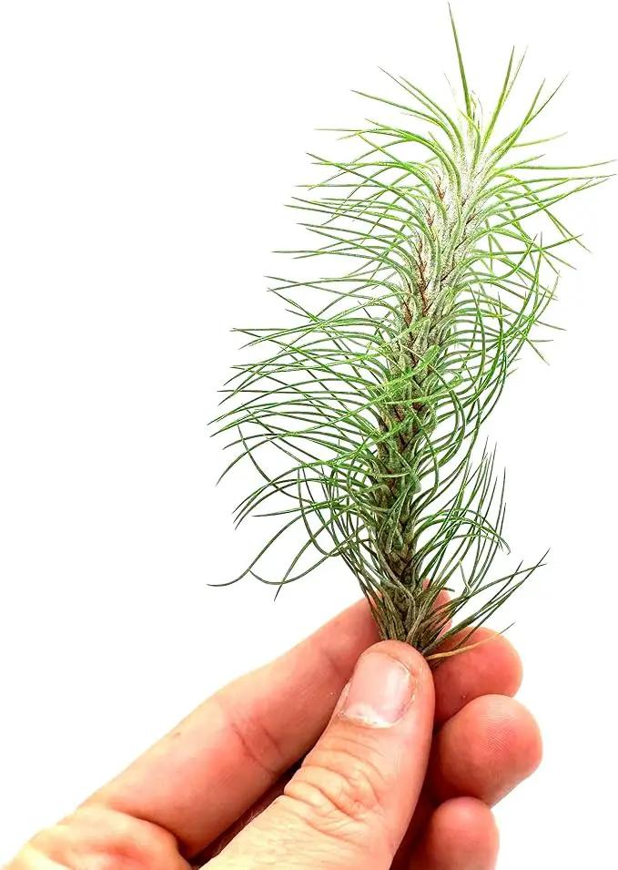 Air Plants - Colombian Tillandsia Funckiana, Large 5" - 2ct - Live Arrival Guaranteed - House Plants for Home Decor & Gift by GreenHaven Gardens