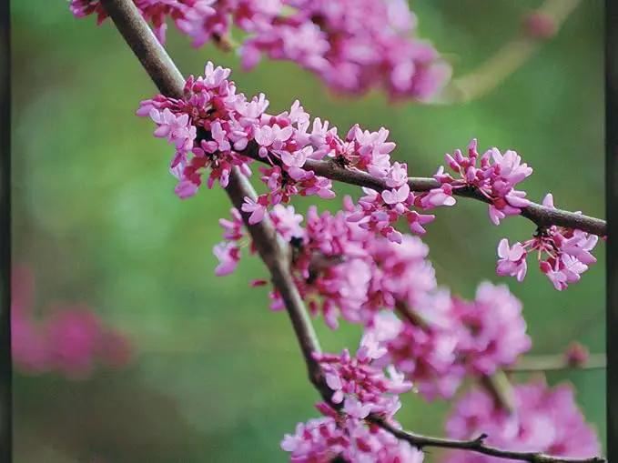 Eastern Redbud Tree (Cercis) - Live Plant - (2.5 QT) by GreenHaven Gardens