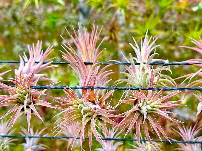 Air Plants - Tillandsia Ionantha Pack, Regular 1-3" - 5ct - Live Arrival Guaranteed - House Plants for Home Decor & Gift by GreenHaven Gardens