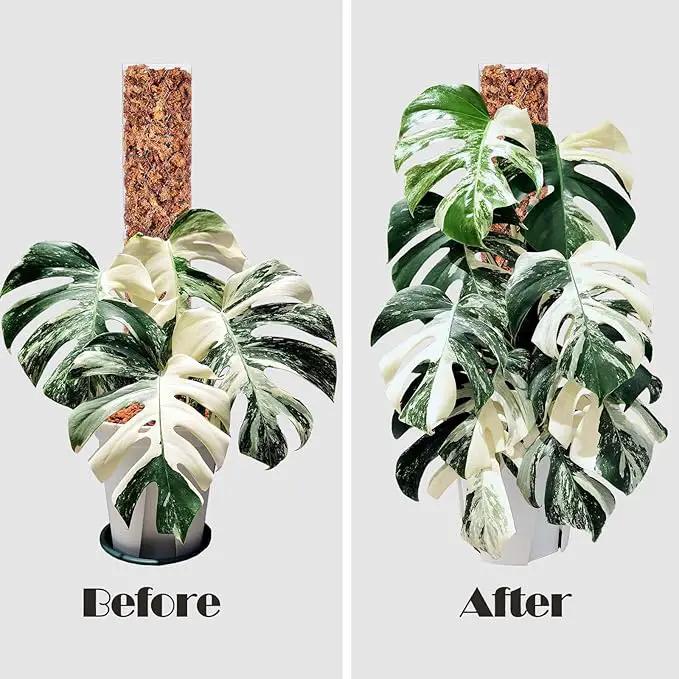 4 Pcs 17 Inch Plastic Moss Pole for Plants Monstera, Stackable Plant Support for Indoor Climbing Plants, Clear Plant Poles with 2pcs Garden Ties Work with Sphagnum Moss by GreenHaven Gardens
