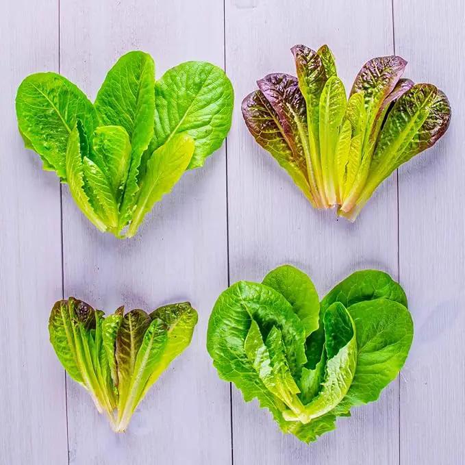 AeroGarden Mixed Romaine Lettuce Seed Pod Kit (6-pod) by GreenHaven Gardens