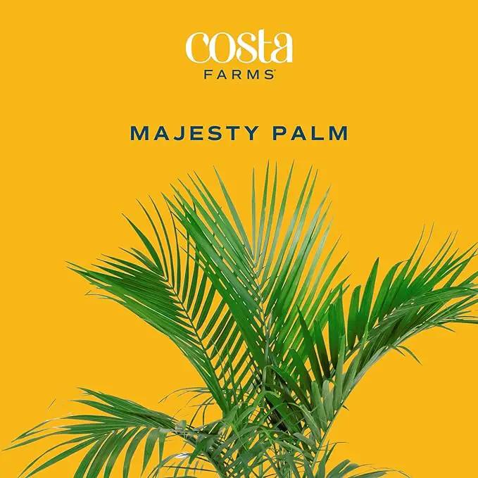 Costa Farms Majesty Palm Live Plant, Indoor and Outdoor Live Palm Tree, Potted in Natural Plant Pot, Tropical Patio, Balcony, Home and Room Decor, Houseplant Gift for Housewarming, 3-4 Feet Tall by GreenHaven Gardens