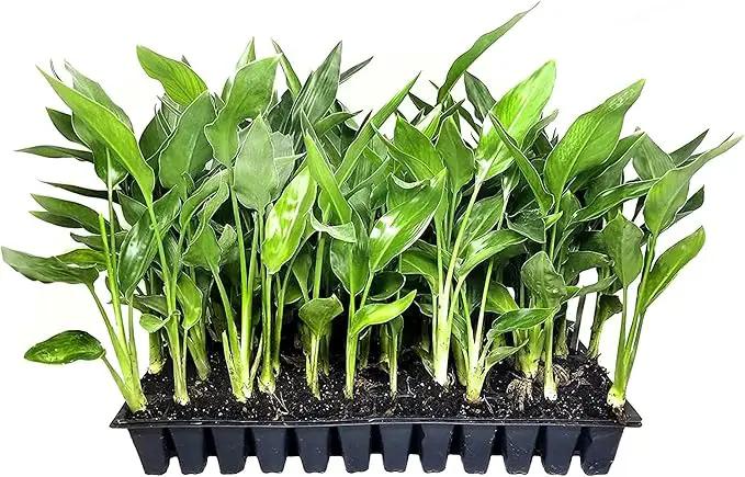 Orange Bird of Paradise | Strelitzia Reginae | 20 Live Plants | Tropical Perennial Blooming Specimen by GreenHaven Gardens