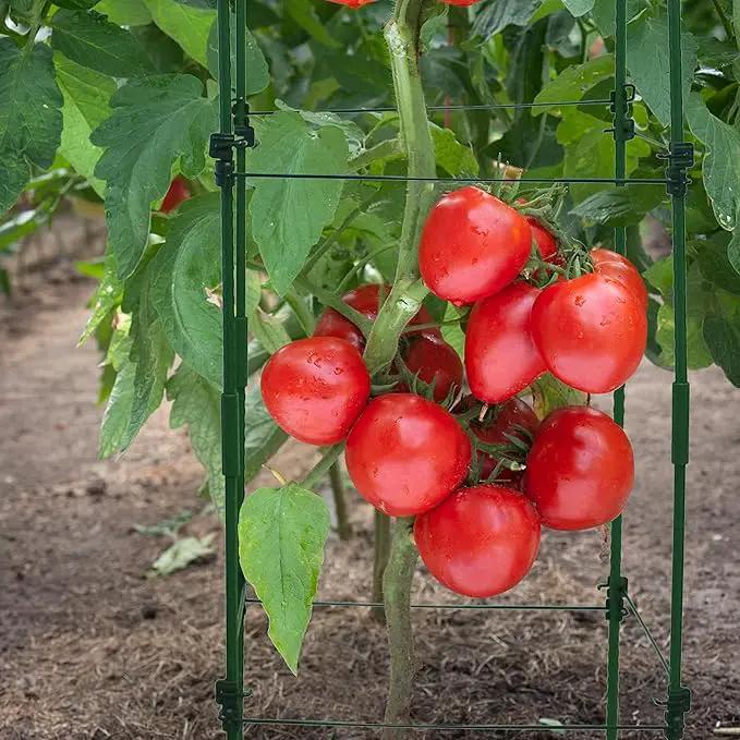 Gardzen Multi-use Tomato Cage Plants Support, Trellis Climbing Cage Stand for Pepper Eggplant Tomato Flowers by GreenHaven Gardens