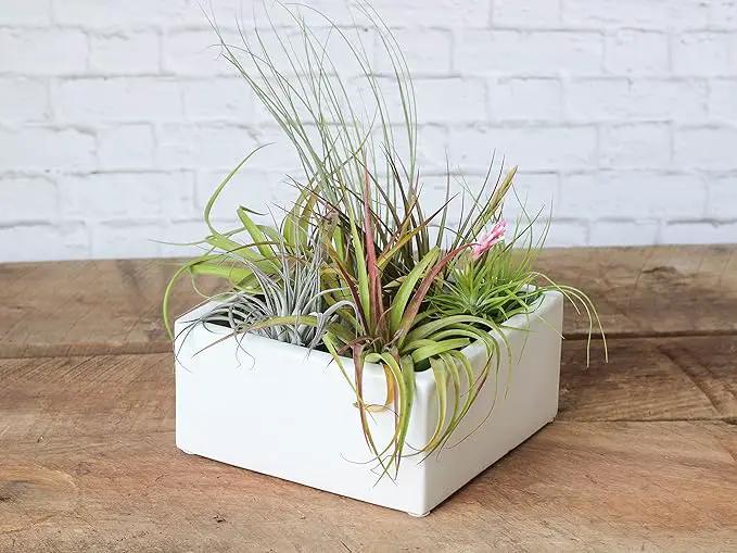 Air Plant Shop 10 Pack Tillandsia Air Plant Grab Bag of Premium Medium & Large Plants- Wholesale and Bulk - Succulents - Live Tillandsia - Easy Care Indoor and Outdoor House Plants by GreenHaven Gardens