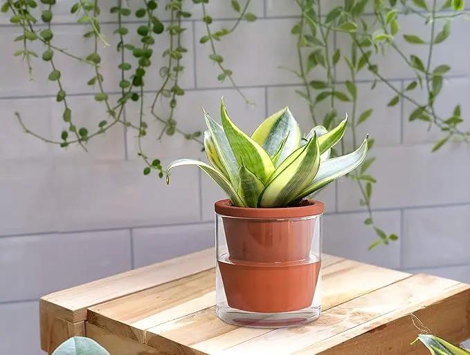 D'vine Dev 4 Inch Design Self Watering Pot for Indoor Plants, Terracotta Planter with Cylinder Glass Cup, Set of 1, 37-X-A-1 by GreenHaven Gardens