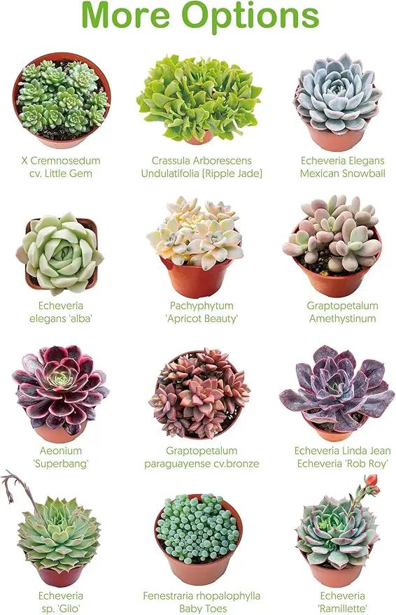 Live Succulents Crassula Baby's Necklace (4-inch), Succulent Plants Fully Rooted in Pots with Soil, Easy-Care House Plant for DIY, Home Office Decor, Wedding Party Favor by GreenHaven Gardens