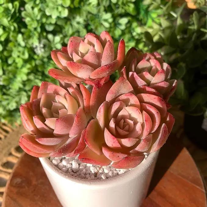 FWPP Live Succulents Plants Echeveria Silk Veil 3 inches,Rare Pink Succulents Bare Root Without Pot Soil, Live Plants Indoor Office Decoration Wedding and Gift by GreenHaven Gardens