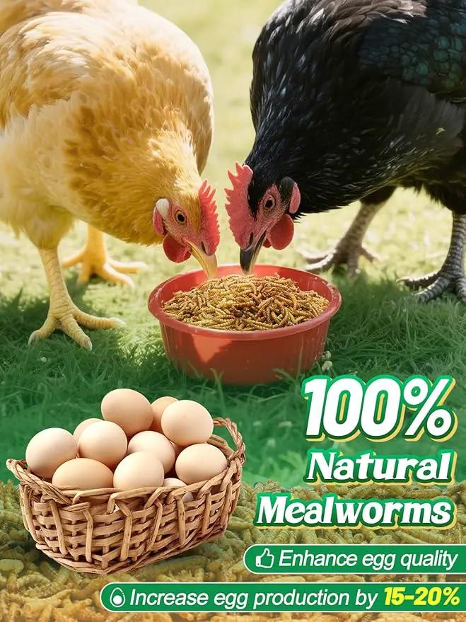 Mealworms Chicken Treats 3 Lbs with Handle Packing, High-Protein Promote Egg Production, Natural Chicken Feed for Laying Hens Wild Birds Ducks by GreenHaven Gardens