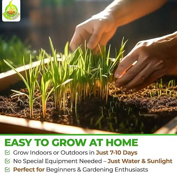 Todd’s Seeds – Cat Grass for Indoor Cats, 1lb Wheatgrass – Premium, Non-GMO, Pet-Safe & Easy to Grow – No Fillers, 100% Chemical-Free by GreenHaven Gardens