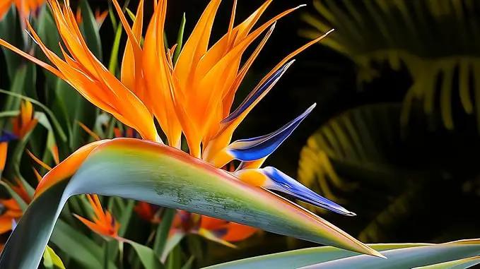 Orange Bird of Paradise | Strelitzia Reginae | 20 Live Plants | Tropical Perennial Blooming Specimen by GreenHaven Gardens
