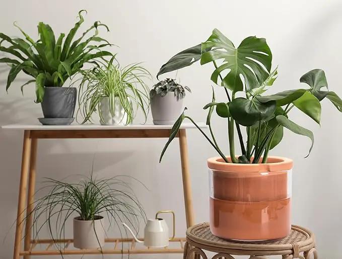 Phoenix Vine 8 Inch Self Watering Planter Pots, Design White Terracotta Pots for Plants, Indoor Cylinder Terra Cotta Pots with Glass Vase, Set of 1, 51-A-H-1 by GreenHaven Gardens
