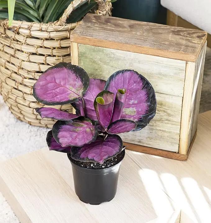 Calathea Prayer Plants Live House Plants Kit (4 PK), Calathea Plant Live Indoor Plants Live Houseplants, Live House Plants Indoors Live Plants Indoor, Live Indoor House Plants Live by Plants for Pets by GreenHaven Gardens