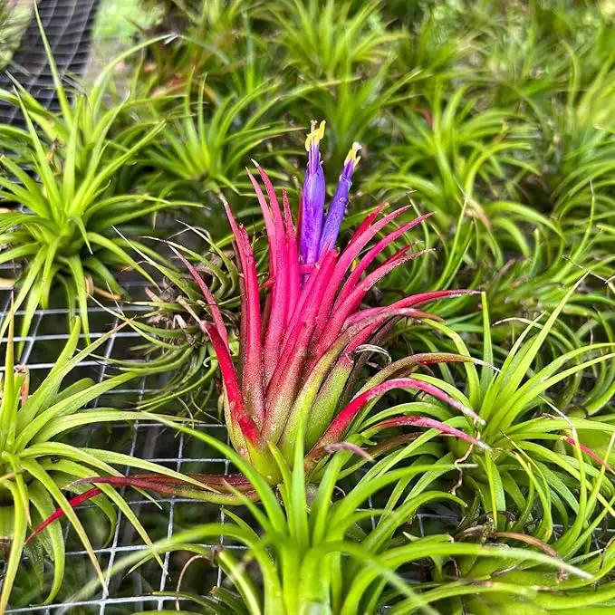Air Plants - Tillandsia Ionantha Pack, Regular 1-3" - 5ct - Live Arrival Guaranteed - House Plants for Home Decor & Gift by GreenHaven Gardens