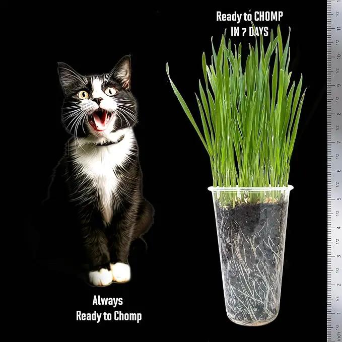 Cat Grass Seeds – Soft, Tasty Wheatgrass – Grows 32 Pots of Fresh Cat Grass for Indoor Cats & Kittens – Easy & Fast to Grow – Bulk Rescuer's Pack Grows 400 Square inches of Edible cat Grass Vitamunch by GreenHaven Gardens