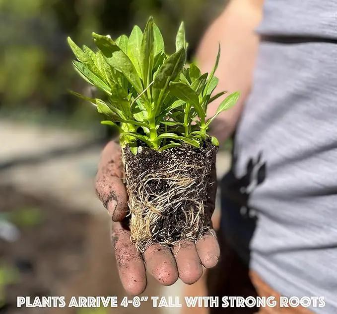 32 Live Butterfly Milkweed Plants (Asclepias tuberosa) Perennial Wildflowers from My Home Park – Individually Potted in 4” Pots – 4–8” Tall on Arrival – Not Seeds – Blooms in Mid-Summer – Zones 4-8 by GreenHaven Gardens